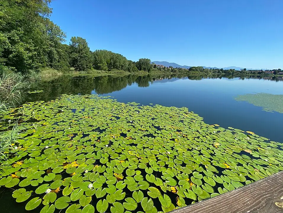 lago di monate - Di Nicoletta Spizzico - Opera propria, CC BY-SA 4.0, https-::commons.wikimedia.org:w:index.php?curid=94245167